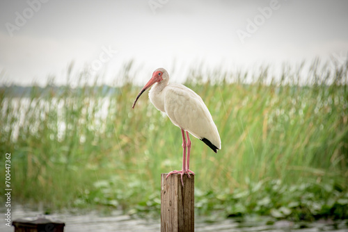 Photography White Ibis on a post