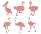 Set of pink Ostrich silhouettes isolated on white background. Vector illustration