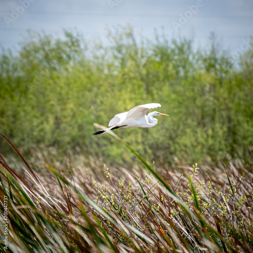 White/Snowy Egret/Heron