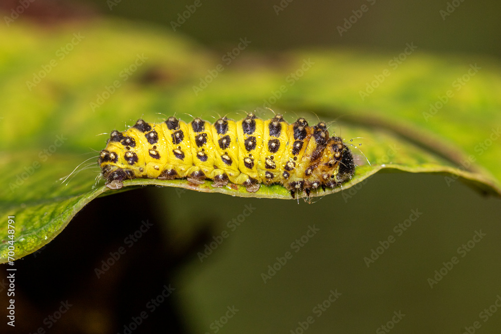Caterpillar of a butterfly (Cethosia cyane) Caterpillar of a butterfly (Cethosia cyane)