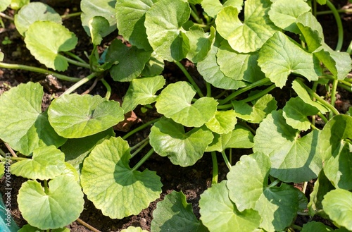 Top View of Gotu Kola or Centella Asiatica Plants with Leaves, Also Known as Indian Pennywort, Brahma Manduki or Asiatic Pennywort, Ayurvedic Herbal Medicinal Plant