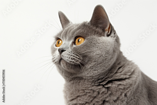 British Shorthair cat close-up portrait on a white background.
