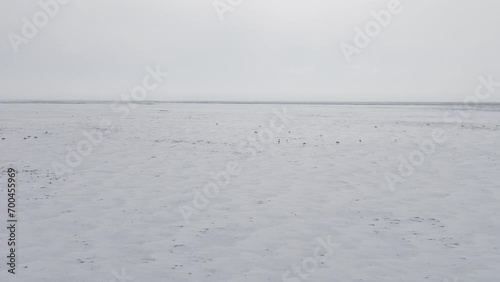 Saigas in winter during the rut. A herd of Saiga antelope or Saiga tatarica running in snow - covered steppe in winter. Antelope migration in winter. Walking with wild animals, slow motion video. photo