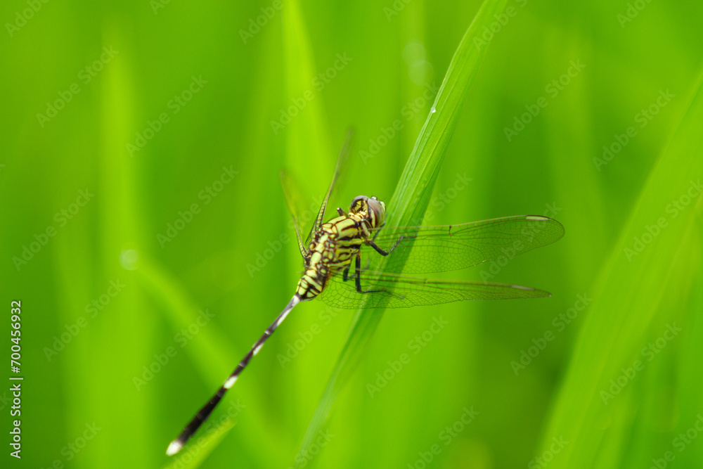 Green Dragonfly (Anisoptera) animal closeup Green Dragonfly (Anisoptera) animal closeup