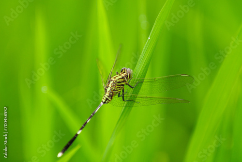 Green Dragonfly (Anisoptera) animal closeup 