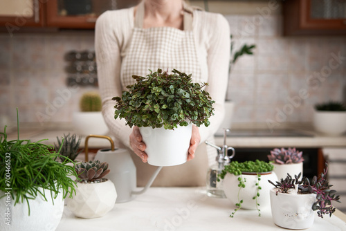Woman holding Potted callisia house plant in white ceramic pot