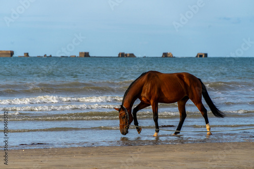 Brown Horse Walking through waves on Quiet Beach, Omaha Beach in Normandy France