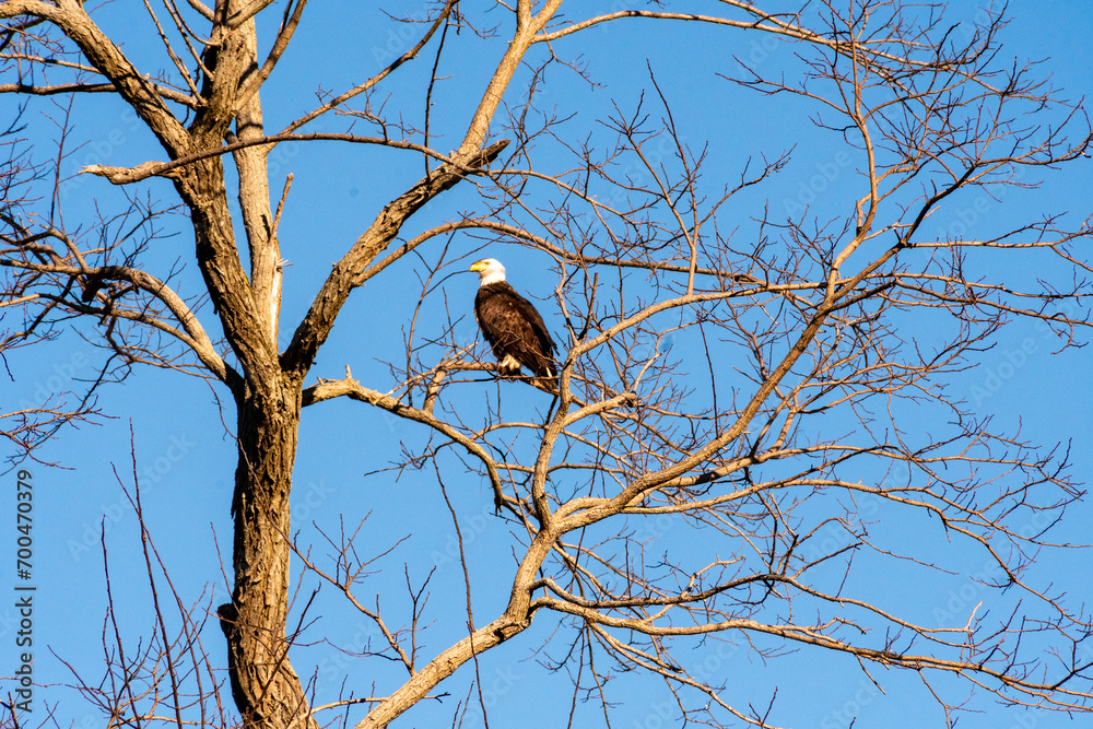 Tappahannock, Virginia, USA - A bald eagle in a tree Tappahannock, Virginia, USA - A bald eagle in a tree