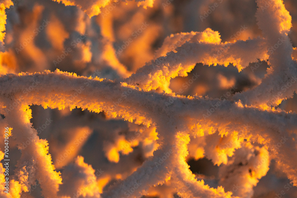 Sun sets on frozen ice crystals on a tree branch
