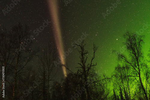 Foto Steve and aurora shine through trees in Alaska