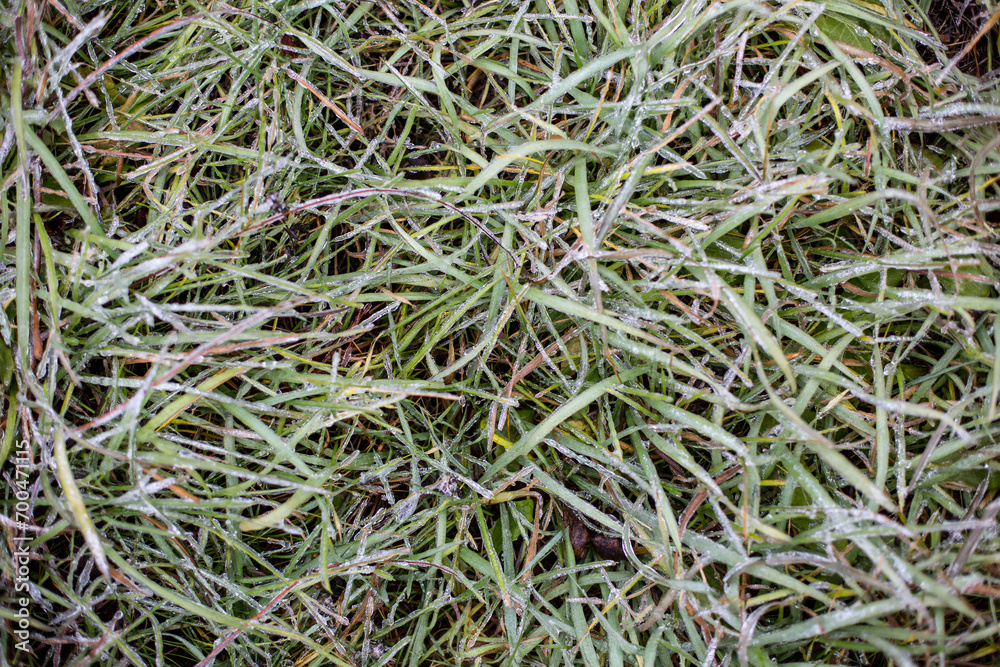 The grass is covered with frost early in the morning, frost on the grass The grass is covered with frost early in the morning, frost on the grass