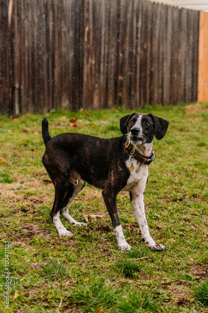 Dark brindle scent hound mix waiting for toy while playing in rain