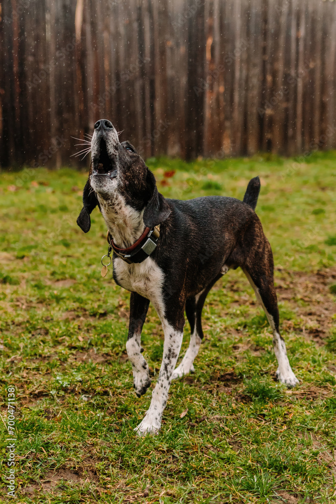 Dark brindle scent hound mixed breed mutt howling in rain