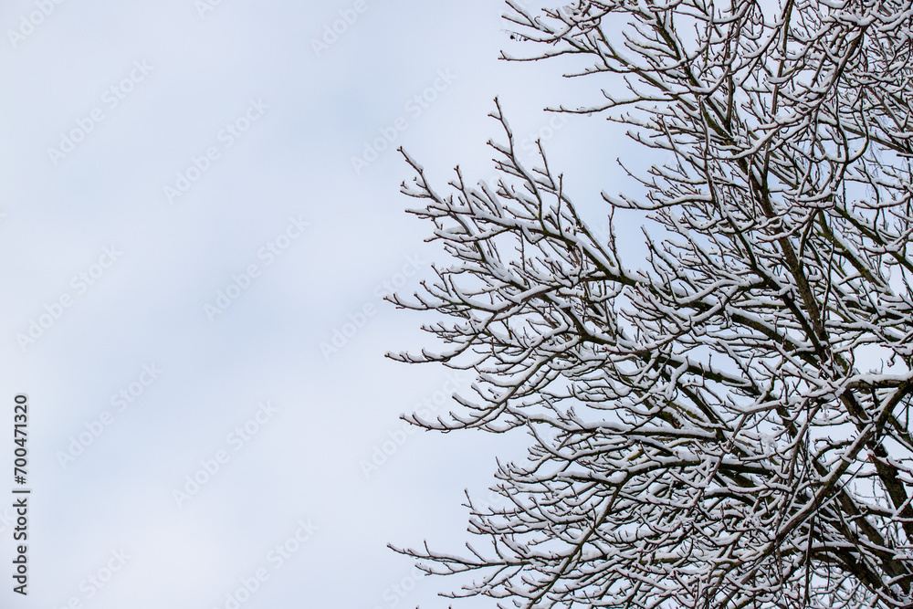 tree branches covered with snow against the background of the natural sky in winter tree branches covered with snow against the background of the natural sky in winter