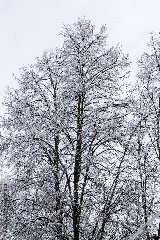 tree branches covered with snow against the background of the natural sky in winter tree branches covered with snow against the background of the natural sky in winter
