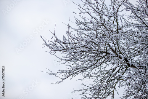 tree branches covered with snow against the background of the natural sky in winter © Prikhodko