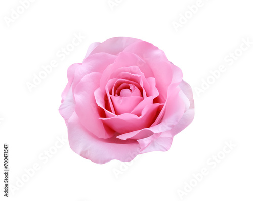 Single rose pink flower soft skin petal  isolated on white background    clipping path