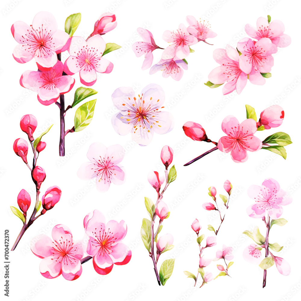 Watercolor Sakura Clipart Collection on a transparent background 