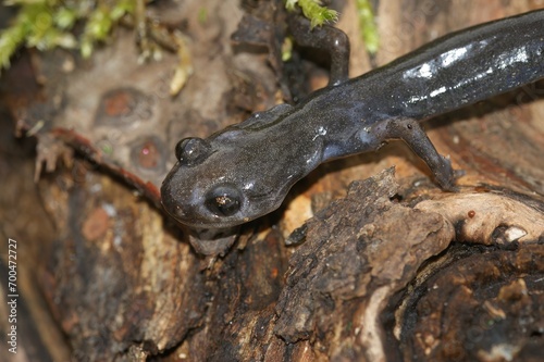 Closeup on a skinny diseased Japanese Hokkaido salamander, Hynobius retardatus photo