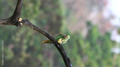 A rose ringed parakeet feeding on perch on a tree trunck photo