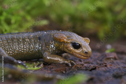 Closeup on the live bearing Asturian fire salamander, Salamandra salamandra alfredschmidtii sitting on wood