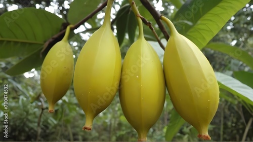 Picture of a belimbing wuluh tree famous fruit for adding a sour taste to sambal or soup. photo