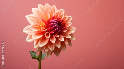 Close-Up of a Solitary Dahlia Blossom on a Blank Canvas.