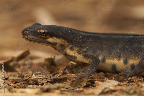 Closeup on a terrestrial common European smooth newt  Lissotriton vulgaris  sitting in the garden