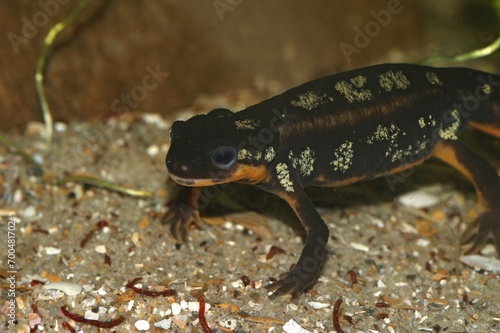 Closeup on the colorful but endangered Japanese Riu-Kiu newt, Cynops ensicauda popei under water photo