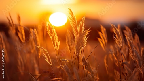 silhouette at sunset and sunrise in the summer sun sets in over a wheat field background