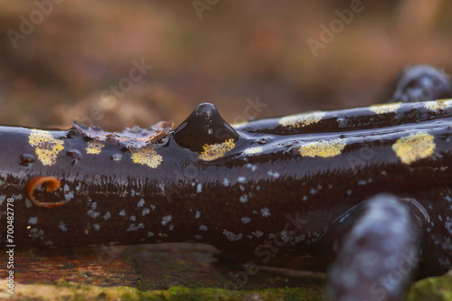 Closeup on the thorn on back of the body of the rare yellow spotted European Caucasian salamander, Mertensiella caucasica photo