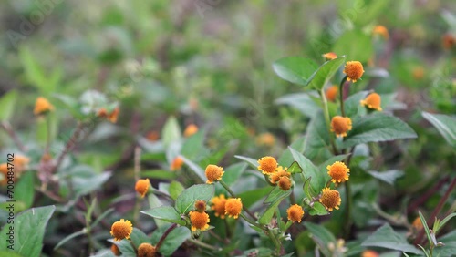 Acmella paniculata blooming photo