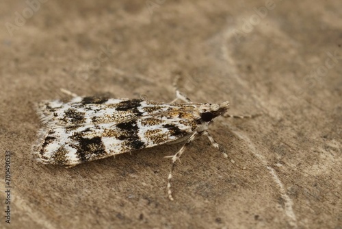 Closeup on a small European crambid moth Eudonia delunella sitting on wood
