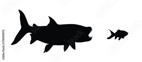 The Silhouettes of a wild predatory marine fish.

