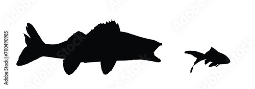 The Silhouettes of a wild predatory marine fish.
