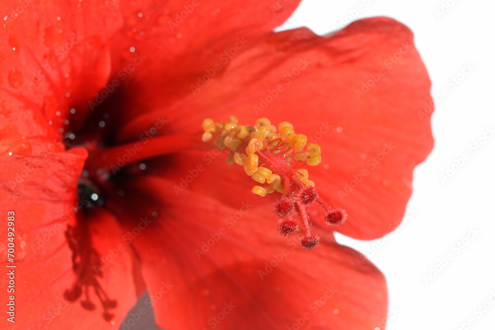 yellow stamens on a red pestle of Hibiscus flower 