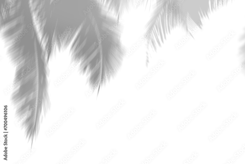 Obraz premium Abstract gray shadow background of natural coconut leaves falling on white concrete wall texture with cracked line for background and wallpaper, black and white monochrome tone.