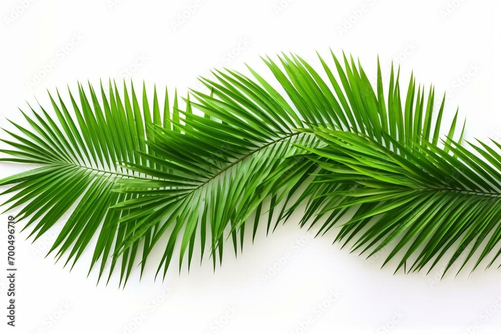 Green coconut leaves, palm fronds, tropical foliage isolated on white background. Generative AI