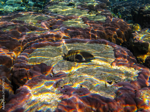 Fototapeta Naklejka Na Ścianę i Meble -  Cephalopholis argusб Peacock garrupa or garrupa-argus in the expanse of the coral reef of the Red Sea