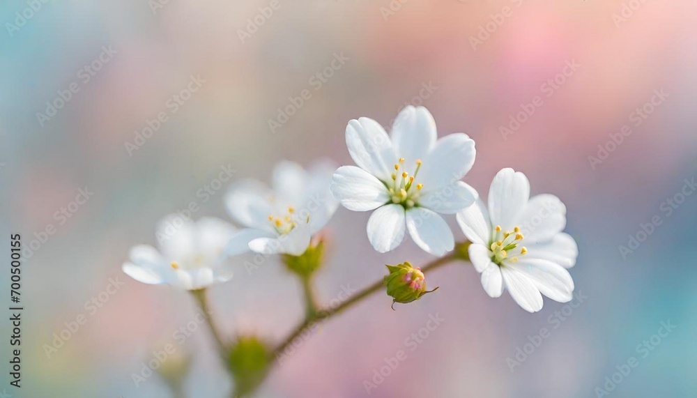 close up of a white flower