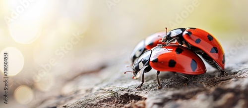 Ladybugs ladybirds Coleoptera Coccinellidae Adult beetles Color biodiversity of ladybirds. Creative Banner. Copyspace image