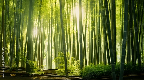 Bamboo forest in the morning light. Panoramic image. © Michelle