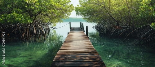 boat ramp in the middle of the mangrove forest. Creative Banner. Copyspace image © HN Works