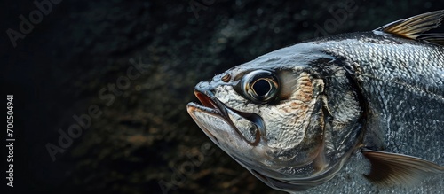 Hilsa fish is the national fish of Bangladesh. Creative Banner. Copyspace image photo