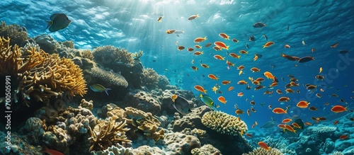 Low angle of school of fish swimming under sea water near massive coral reefs on sunny day. Creative Banner. Copyspace image