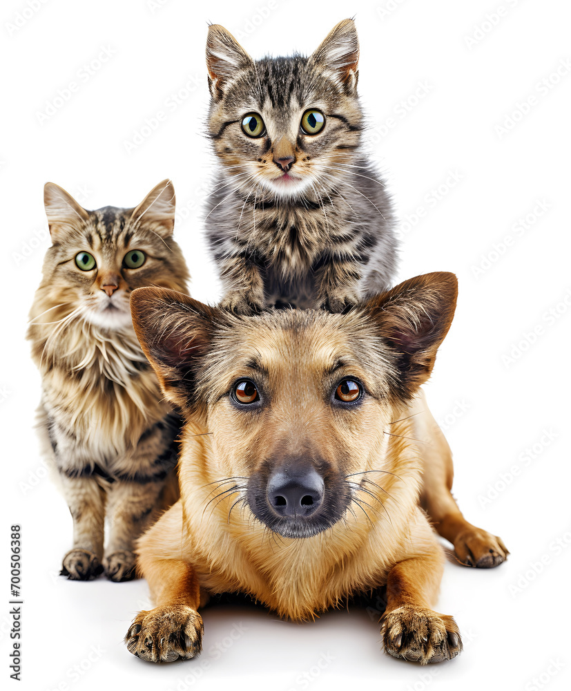 Friendship of pet cat and dog. Concept of national pet day.