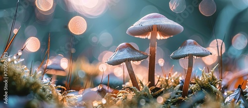 Edible Fairy Ring mushrooms Latin Marasmius oreades in grass closeup Soft selective focus. Creative Banner. Copyspace image
