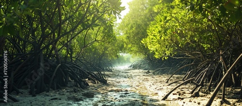 Beaches and sea decorated with mangrove forests. Creative Banner. Copyspace image