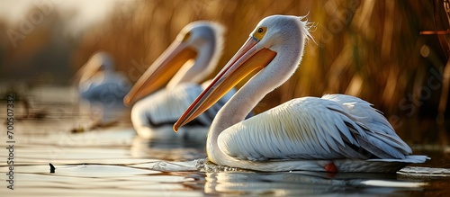 Danube delta wild life birds two pelicans standing in the water showcasing the impact of climate change on wildlife biodiversity Conservation. Creative Banner. Copyspace image