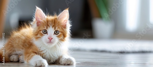 Adorable orange and white Norwegian forest cat kitten. Creative Banner. Copyspace image photo